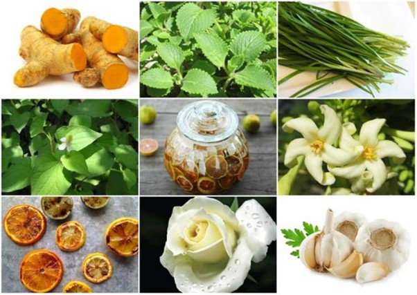 Sử dụng các bài thuốc dân gian