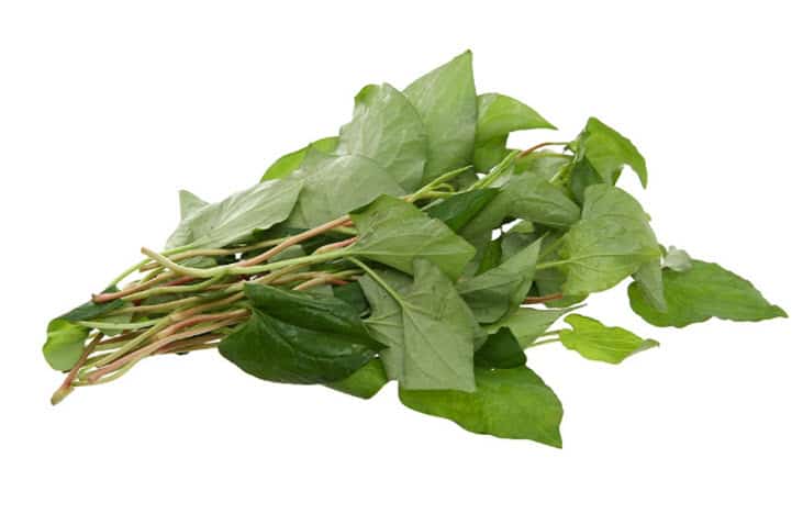Rau diếp cá trị ho